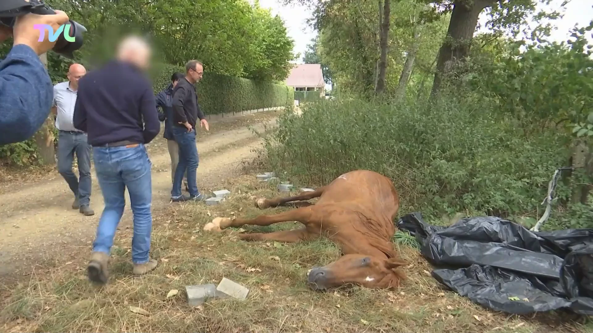 De wolf valt voor het eerst een paard aan in Meeuwen
