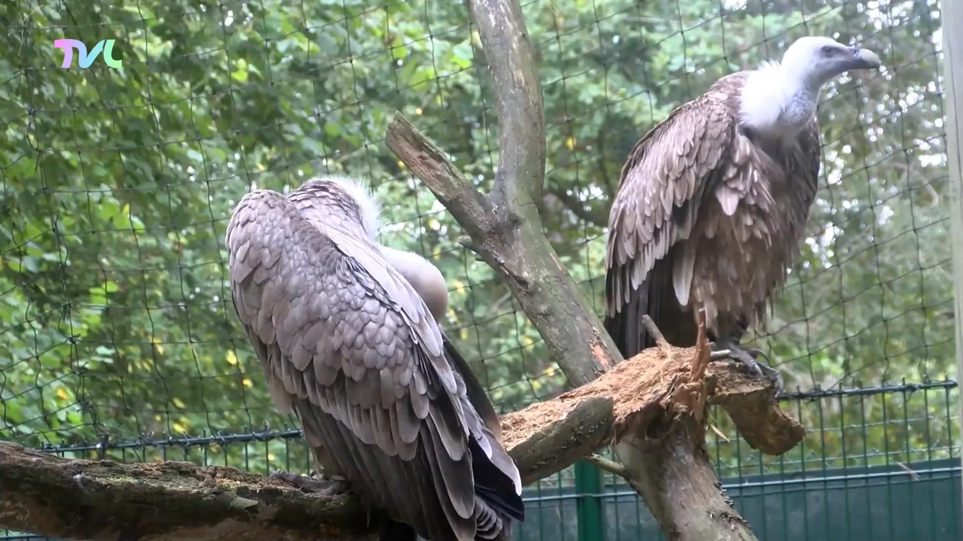Natuurhulpcentrum vangt 23 gieren en arenden op