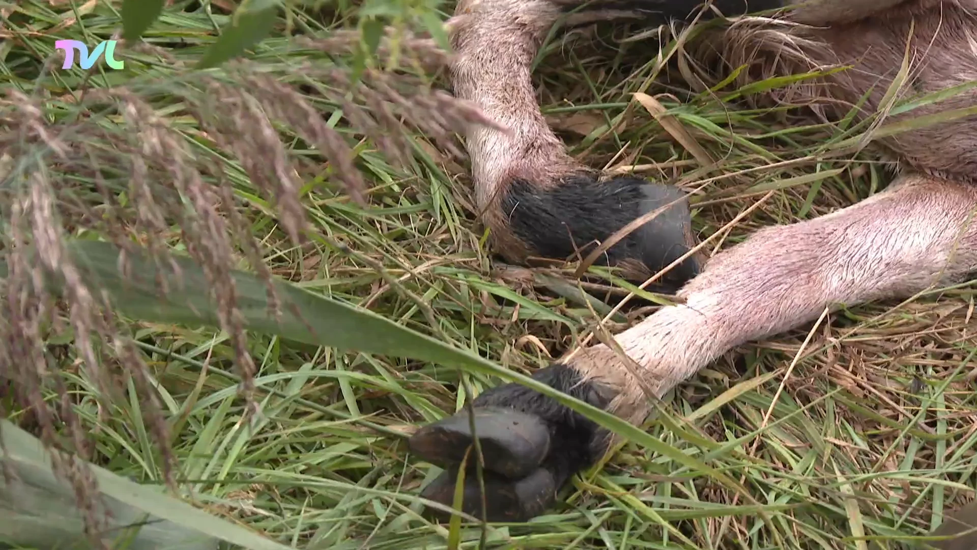 Wolf slaat toe in Zonhoven, drie schapen doodgebeten