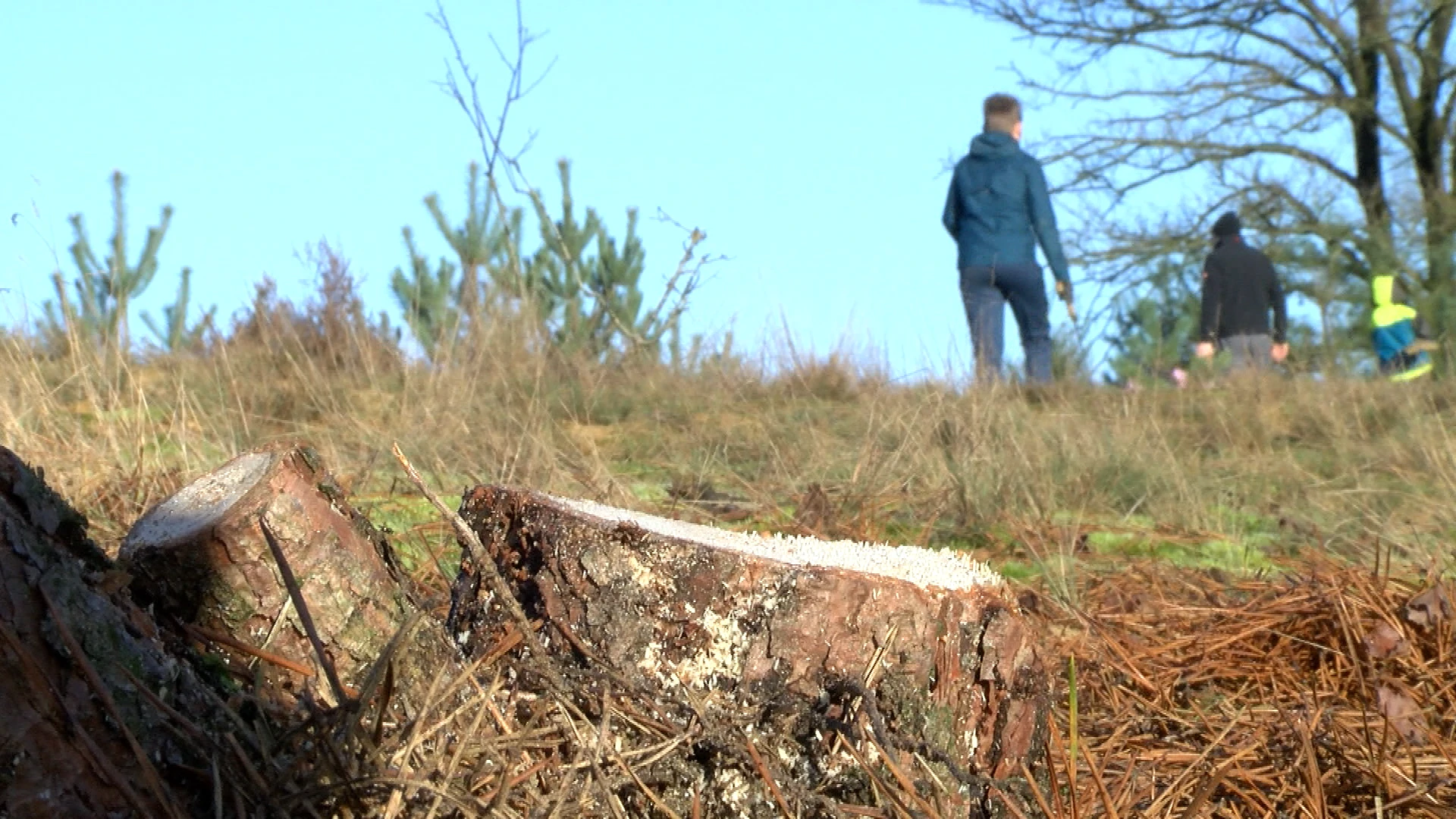 Oudsbergen neemt bosbeheer in eigen handen