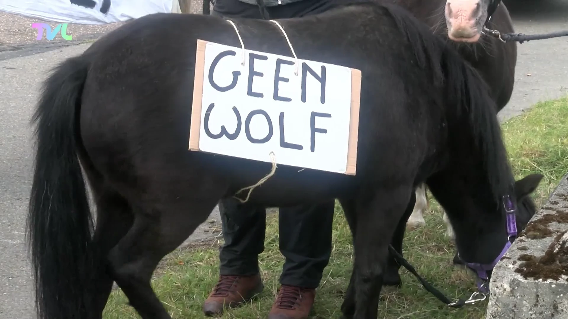 Honderdtal mensen protesteren tegen de wolf aan Natuurhulpcentrum in Oudsbergen