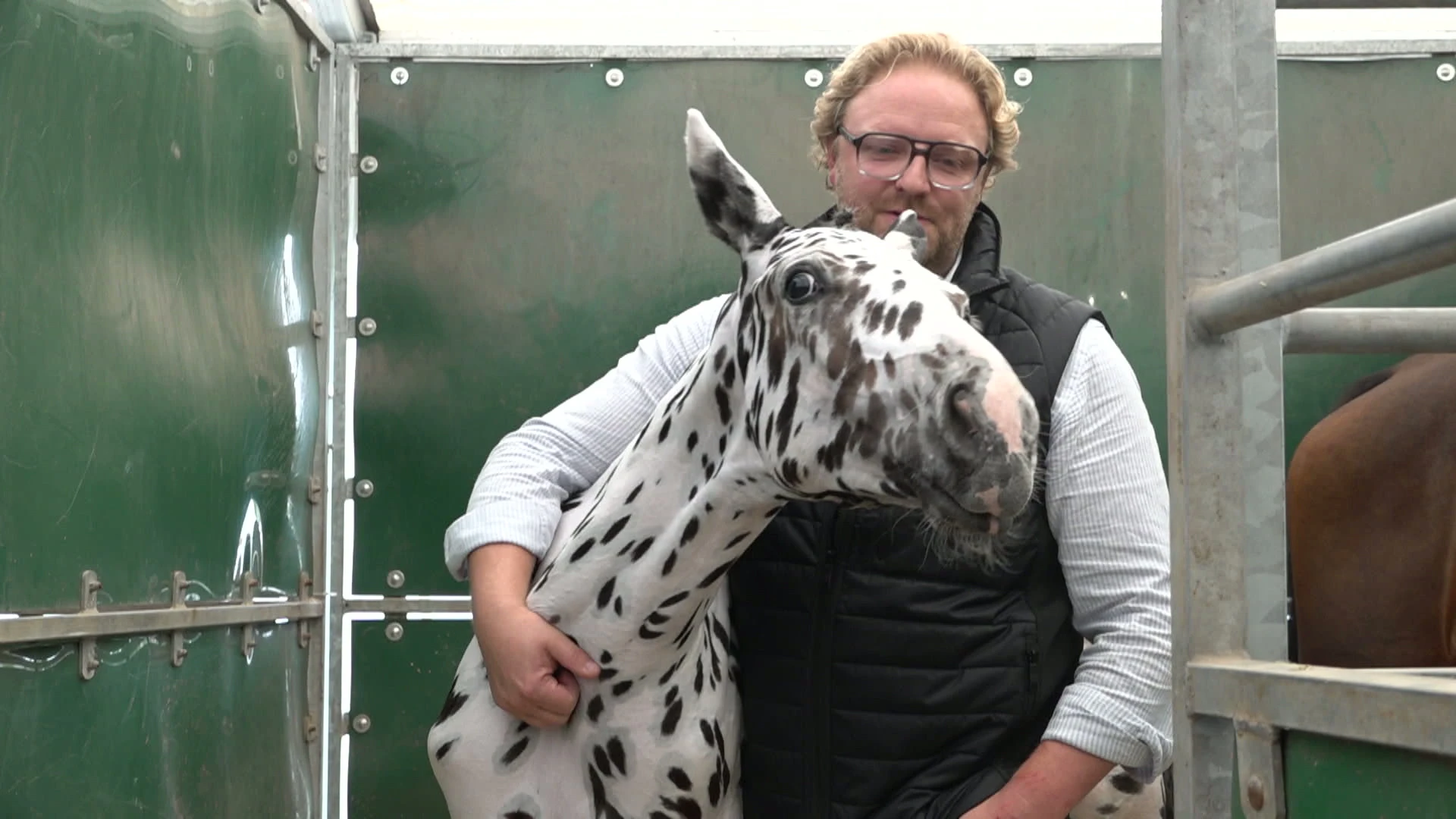 Veulen uit Pelt geveild voor 402.000 euro