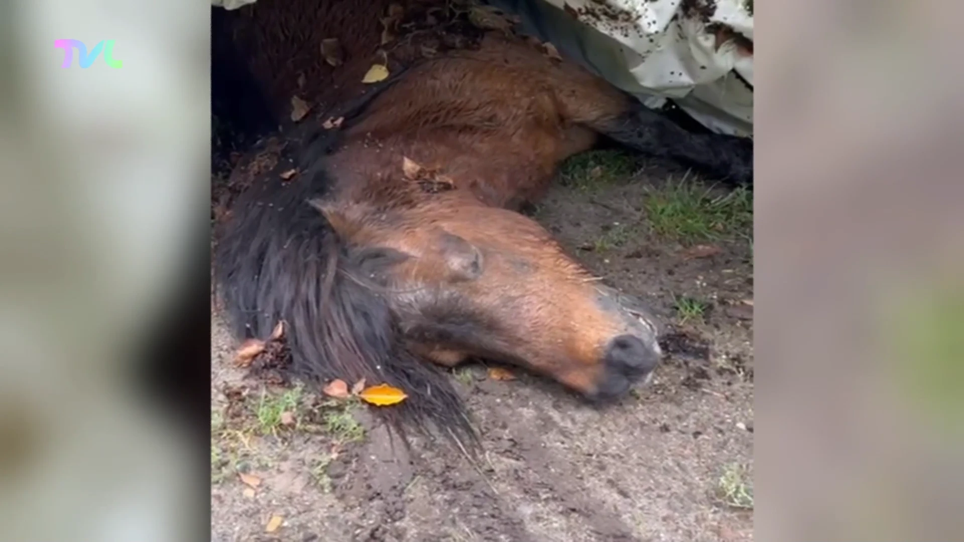 Hoofdafbeelding voor artikel Na Beringen nu ook pony doodgebeten…