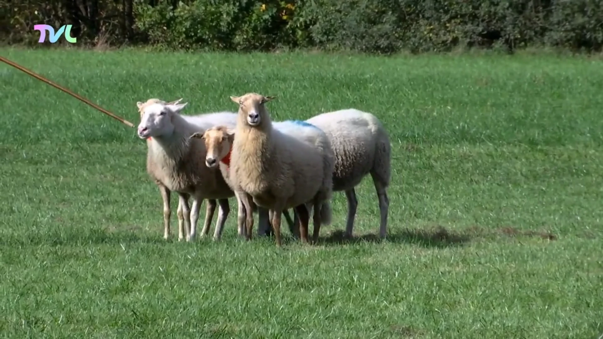 Hoofdafbeelding voor artikel Schapendrijven steeds populairder