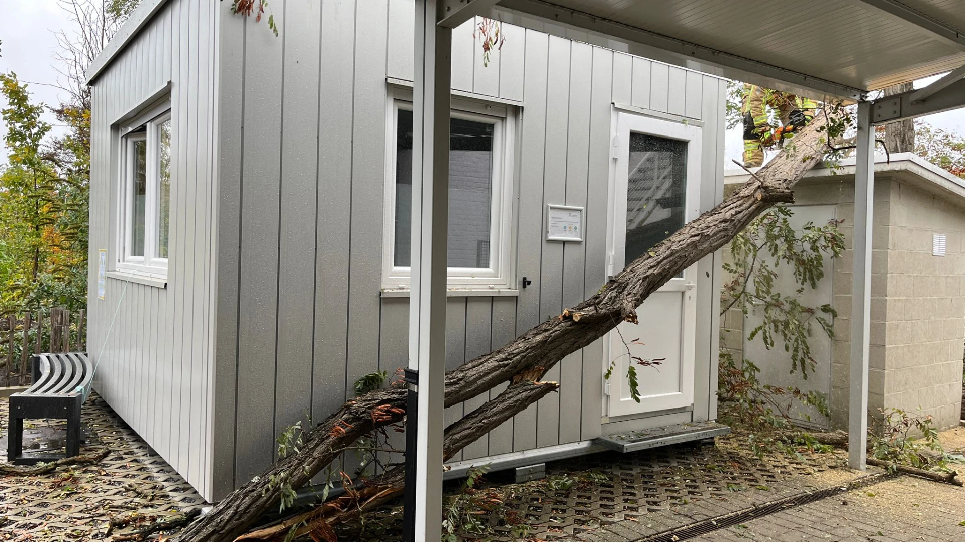 Hoofdafbeelding voor artikel Storm Benjamin: Boom valt…