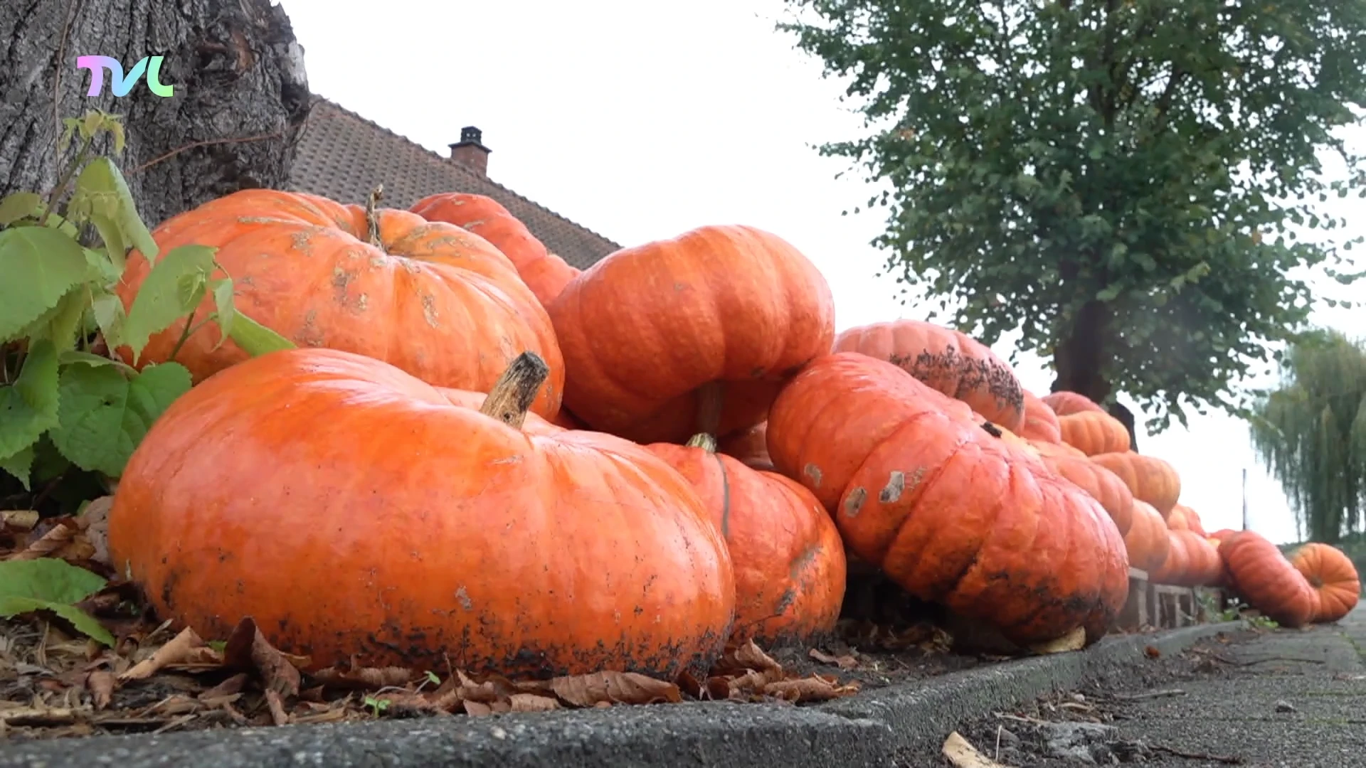 Hoofdafbeelding voor artikel Pompoenen vliegen de deur…