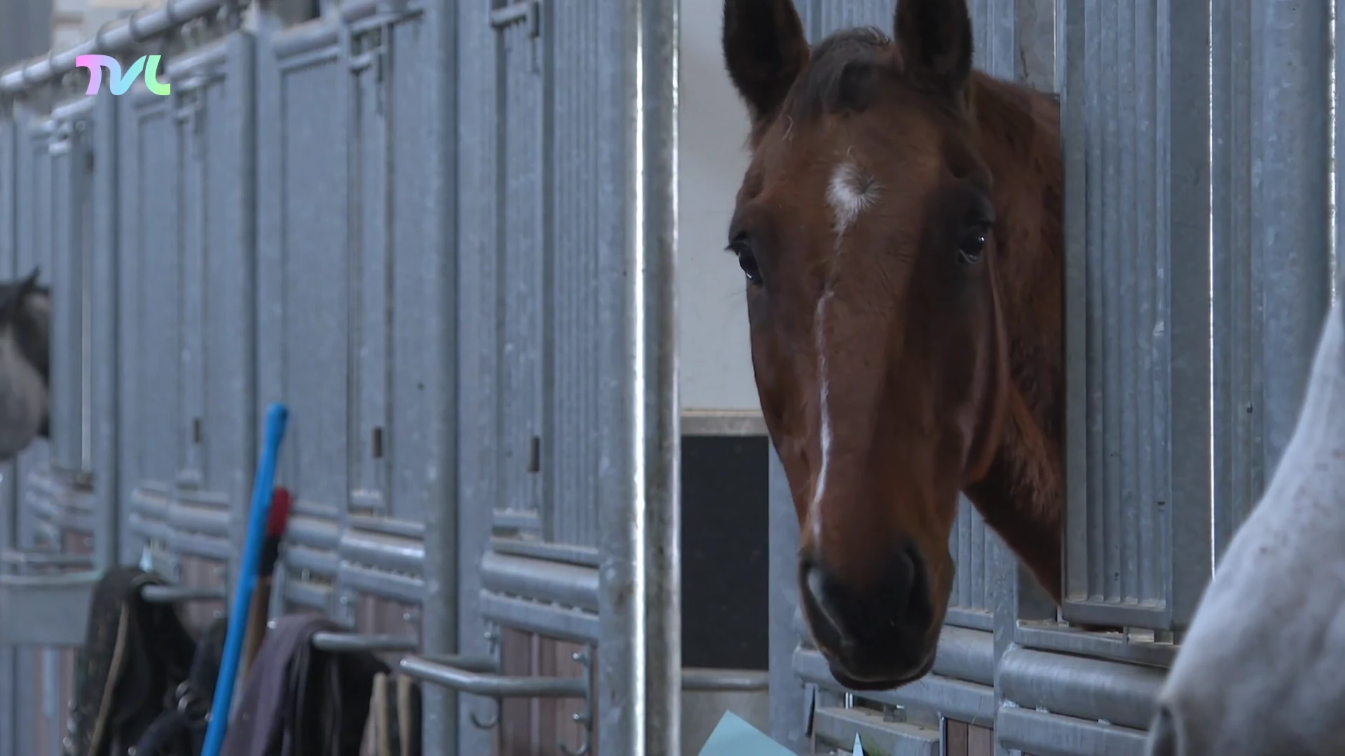 Hoofdafbeelding voor artikel Voka: paardensector is belangrijke…