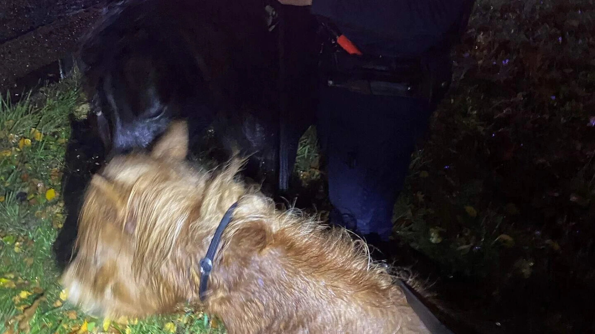 Hoofdafbeelding voor artikel Loslopende pony's op de E314…