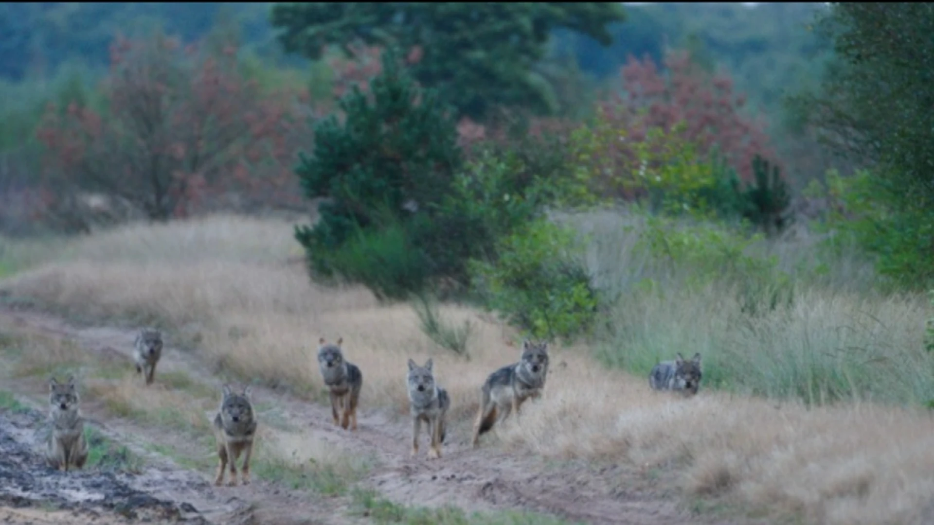 Hoofdafbeelding voor artikel Laatste aanval wolf Maurice…