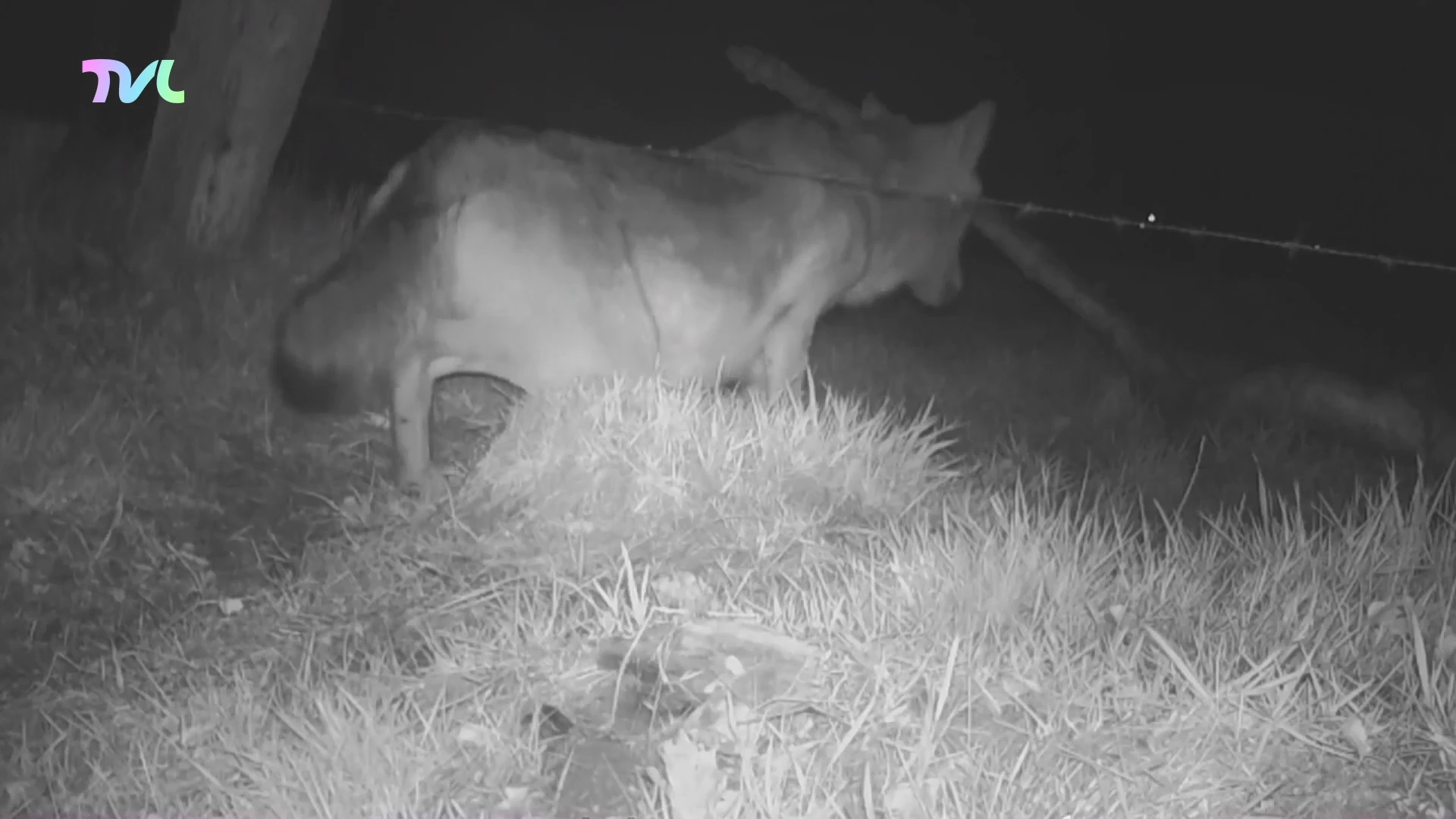 Hoofdafbeelding voor artikel Laatste aanval wolf Maurice…