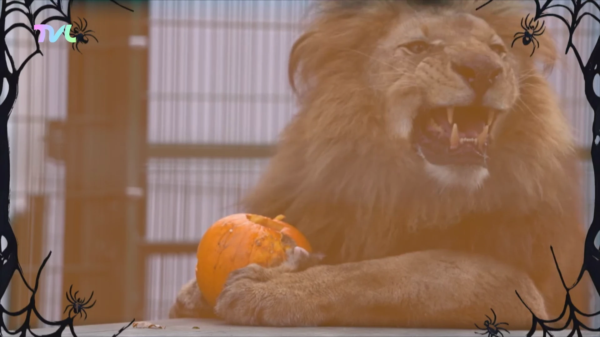 Hoofdafbeelding voor artikel Roofdieren in Natuurhulpcentrum…