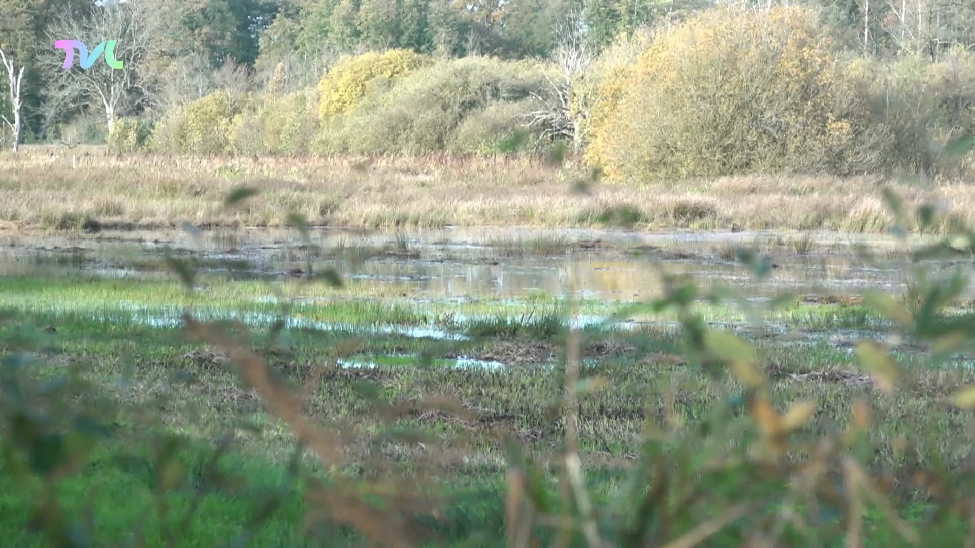 Hoofdafbeelding voor artikel De Watersnip in Koersel zet…