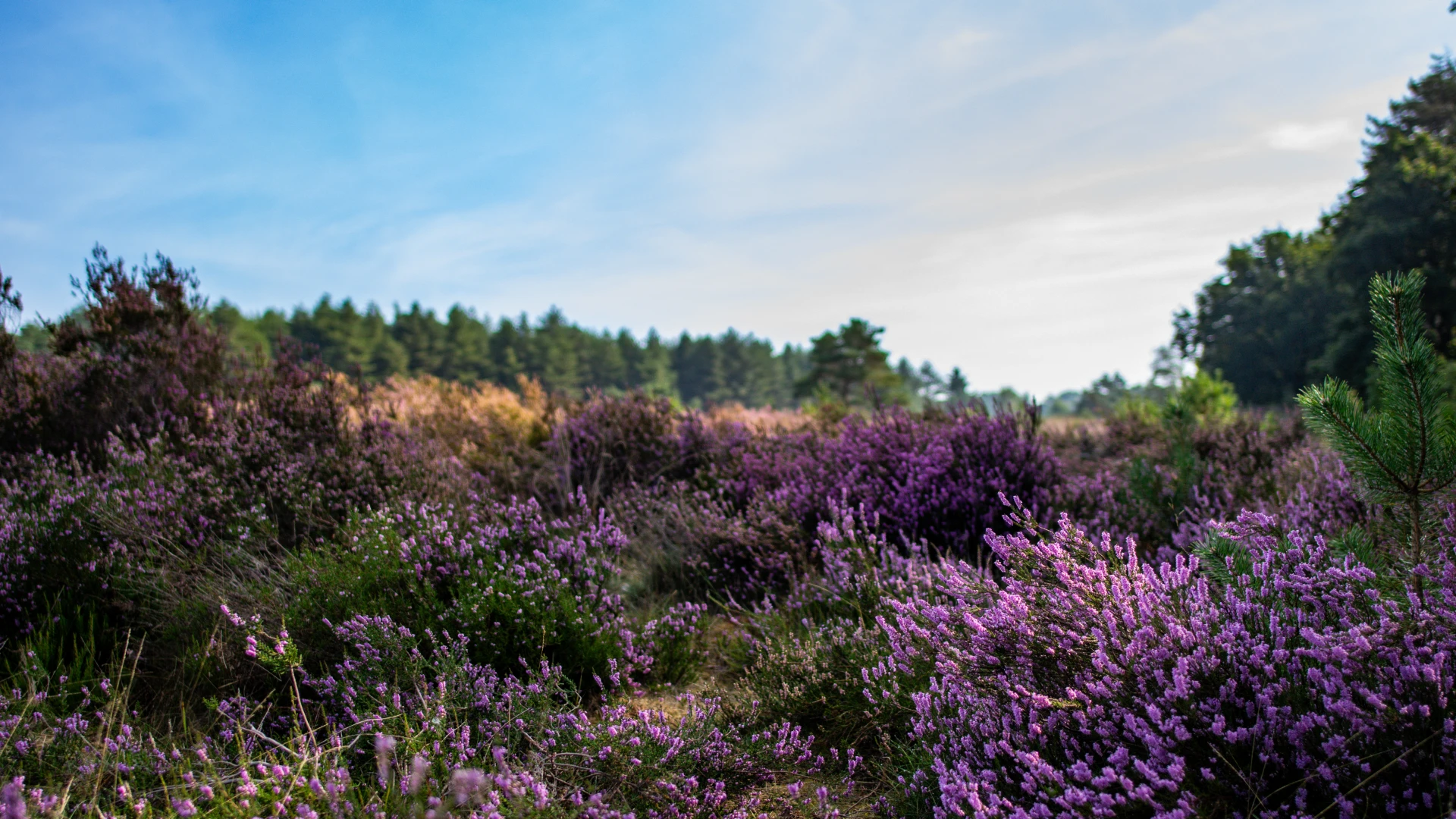 Hoofdafbeelding voor artikel Natuur en bos investeert in…