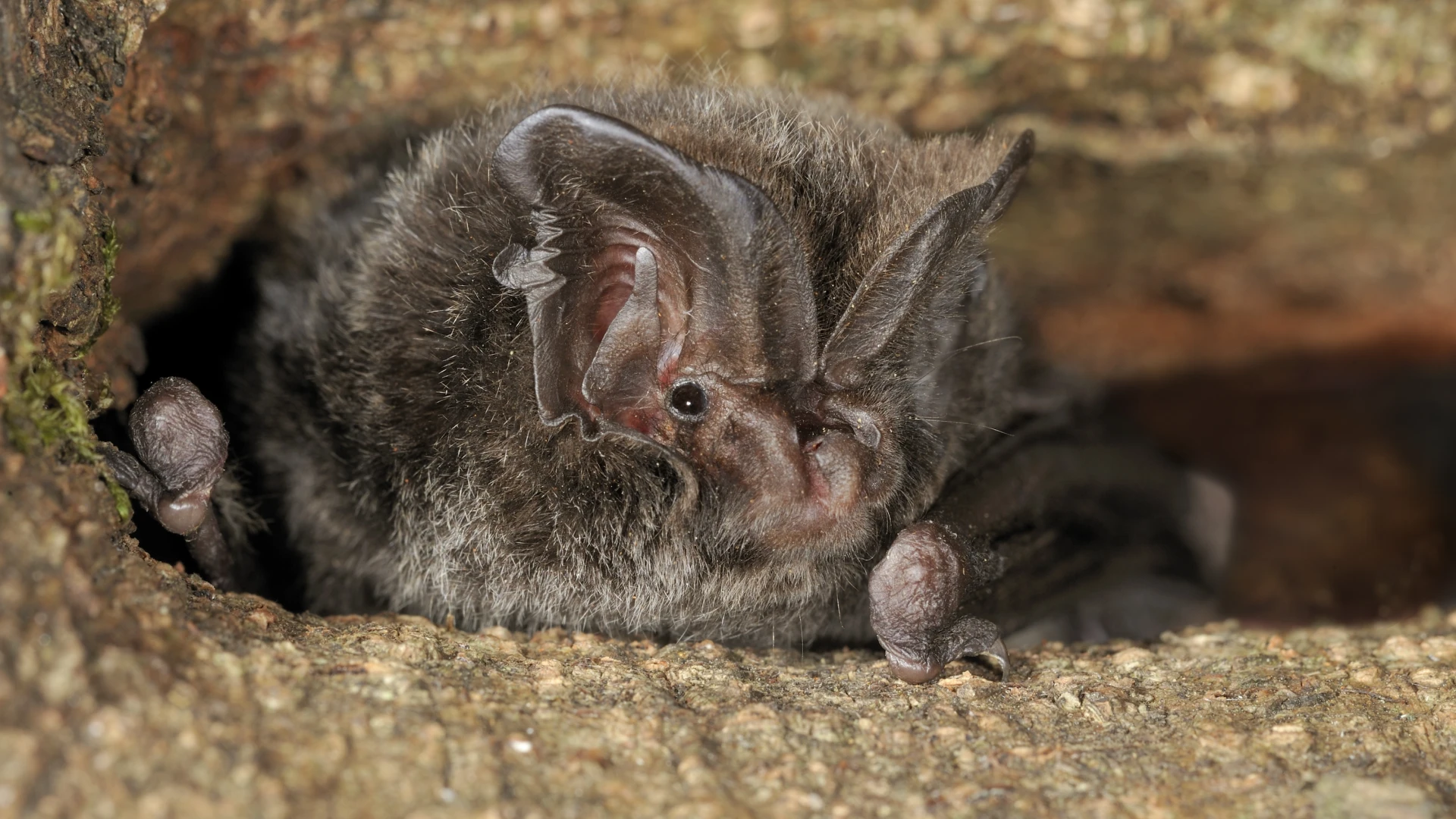 Hoofdafbeelding voor artikel Onderzoekers ontdekken uiterst…