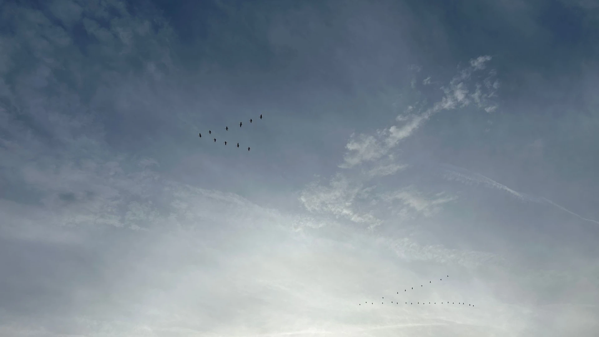 Hoofdafbeelding voor artikel Ondanks vogelgriep nog duizenden…