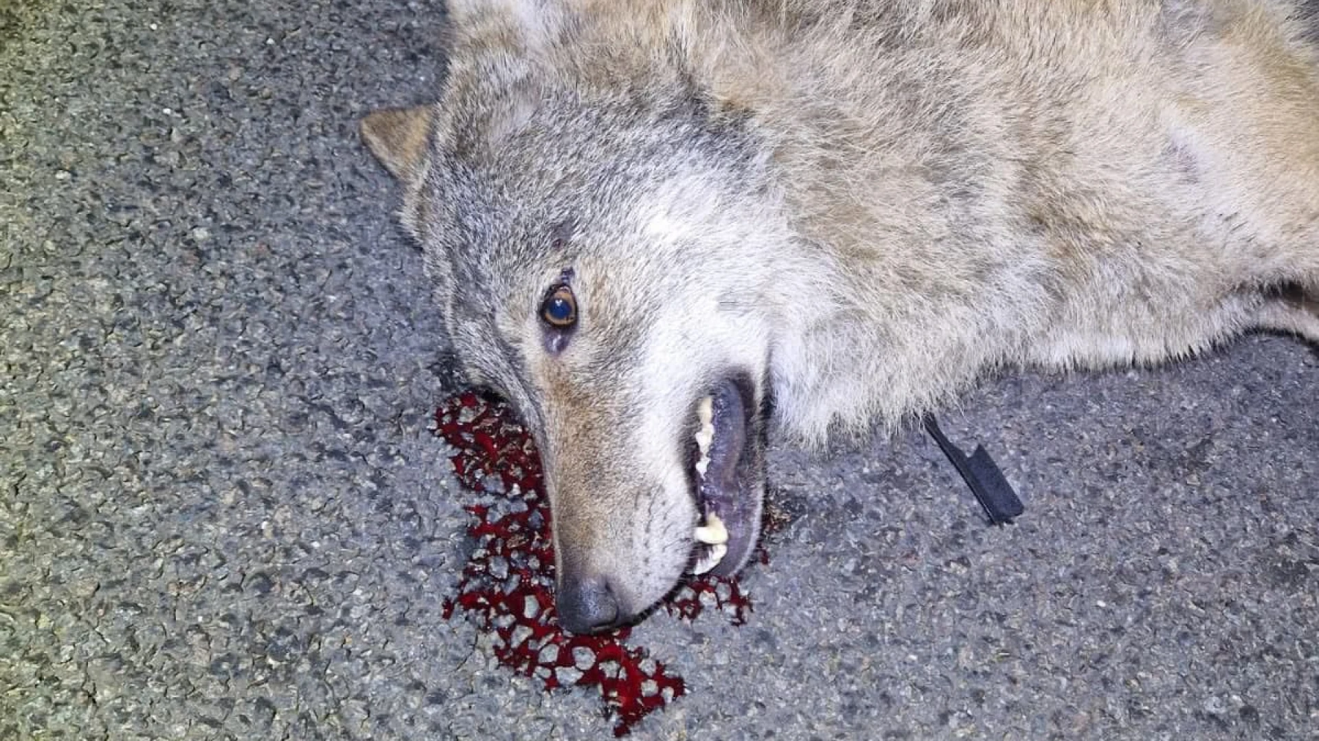 Hoofdafbeelding voor artikel Wolf doodgereden in Geel