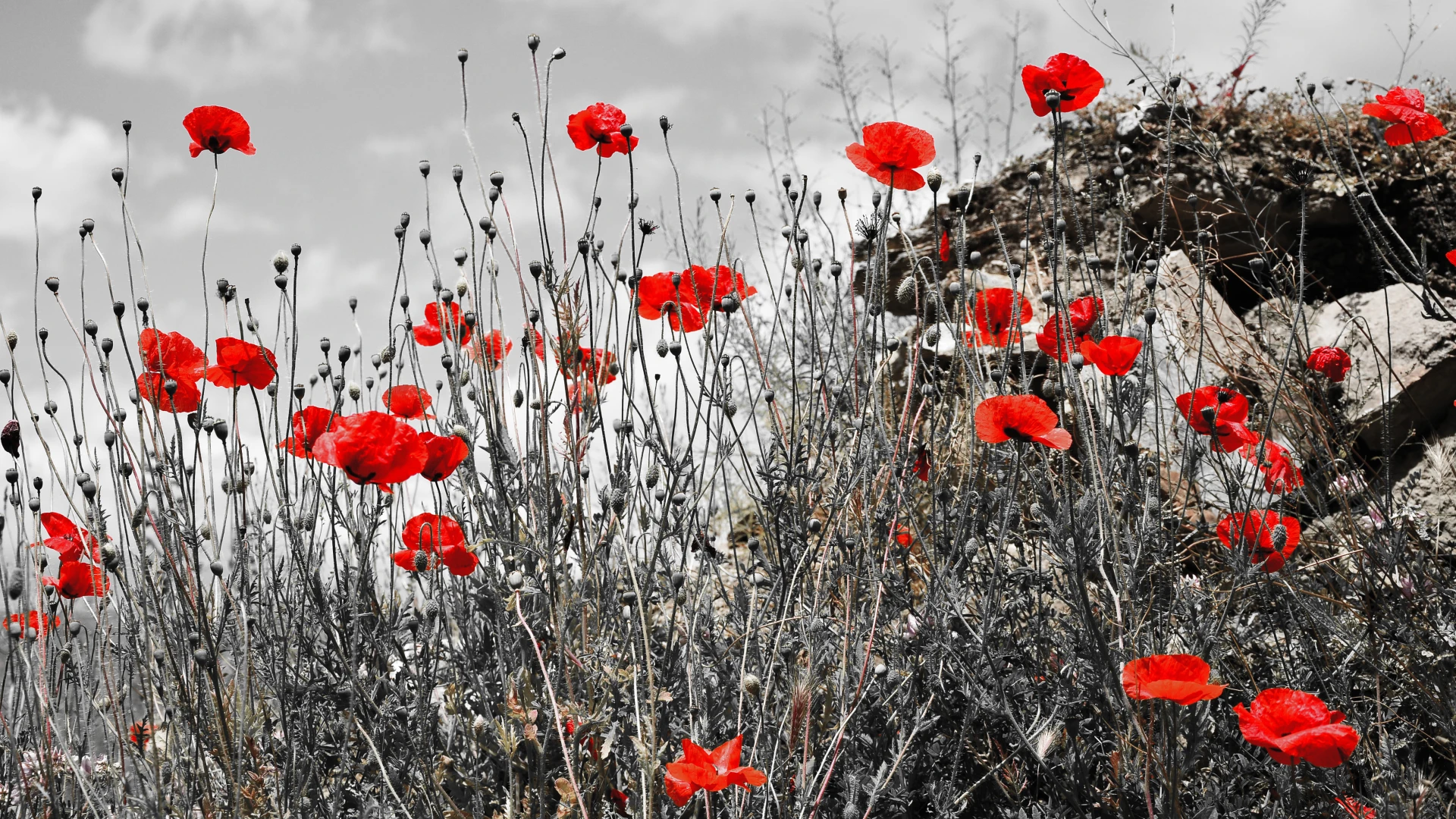 Hoofdafbeelding voor artikel Morgen weerklinkt voor de…