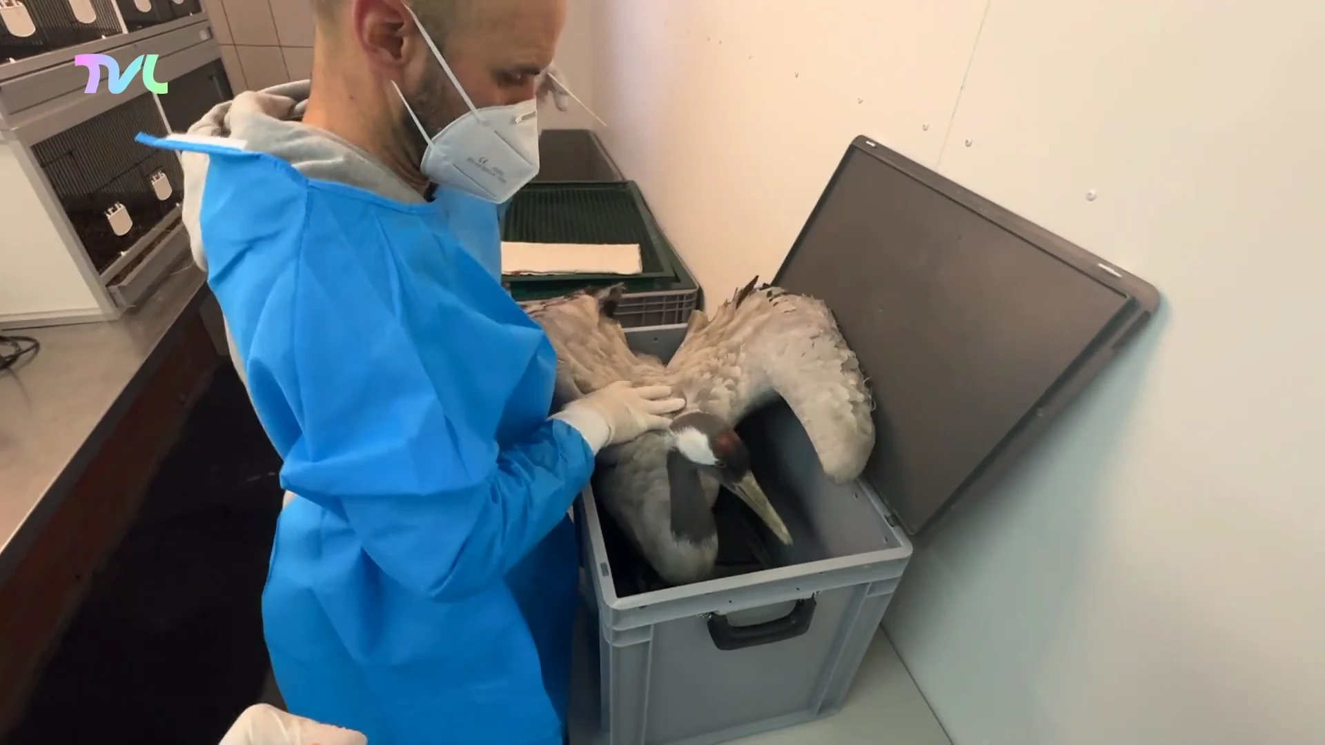 Hoofdafbeelding voor artikel Vogelgriep verspreidt zich…