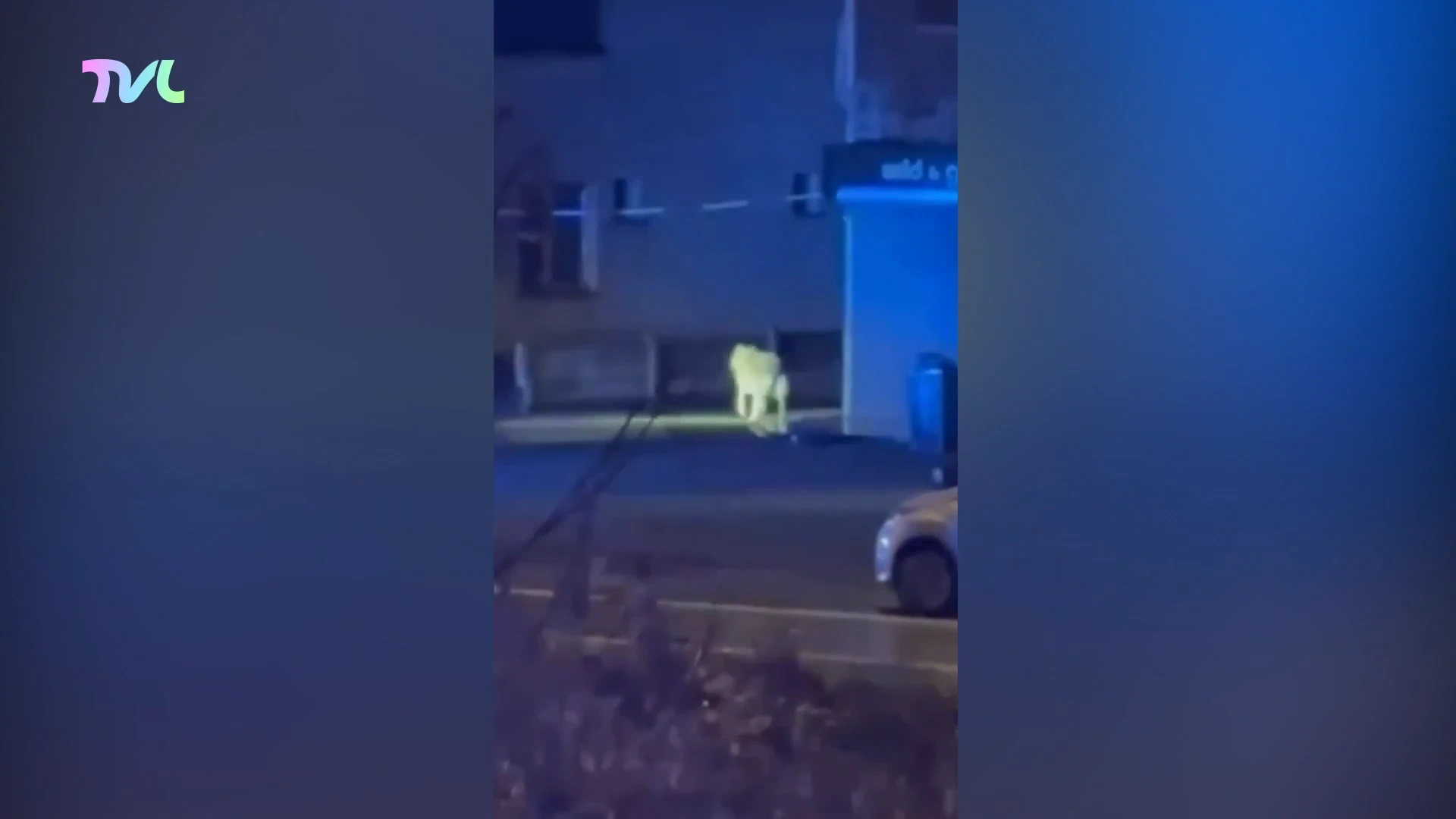 Hoofdafbeelding voor artikel Politie rukt uit voor wolf…