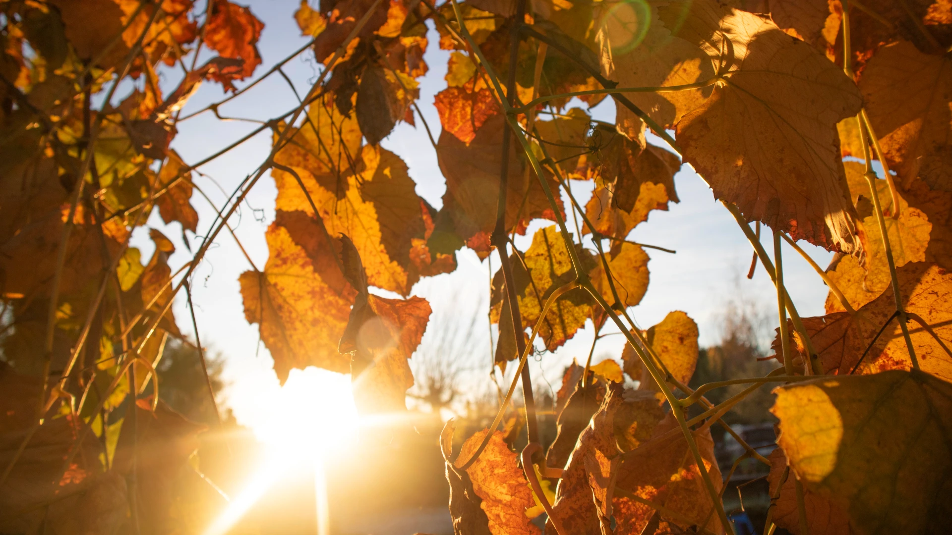 Hoofdafbeelding voor artikel Weer tot 18 graden deze week:…