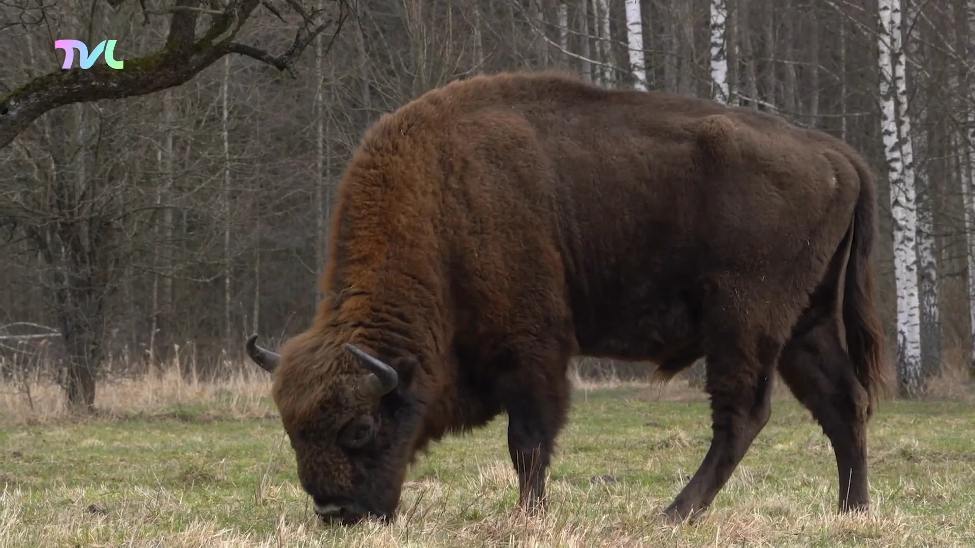 Hoofdafbeelding voor artikel Europese bizons maken comeback…