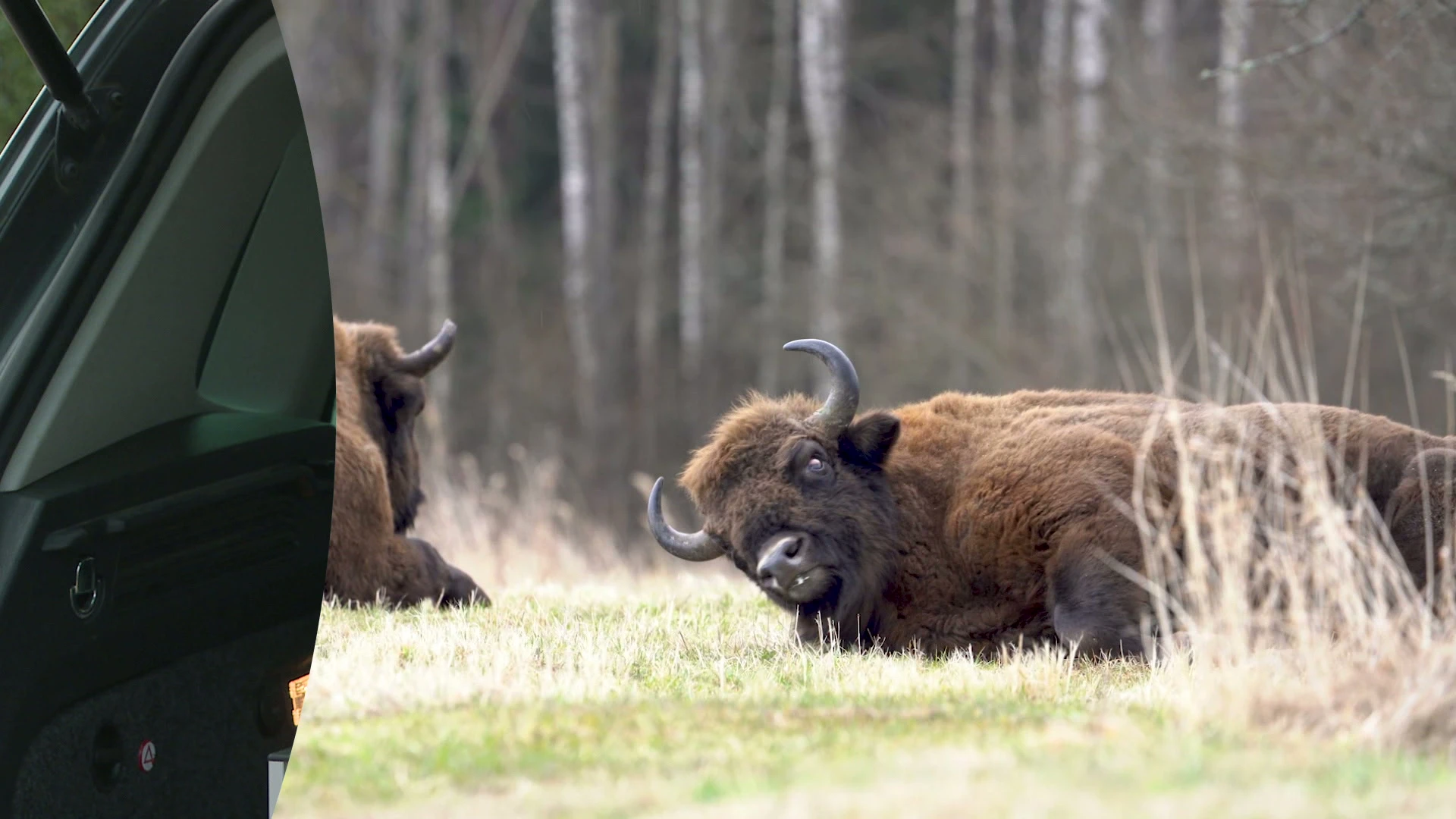 Hoofdafbeelding voor artikel TVL Nieuws, 13 november 2025