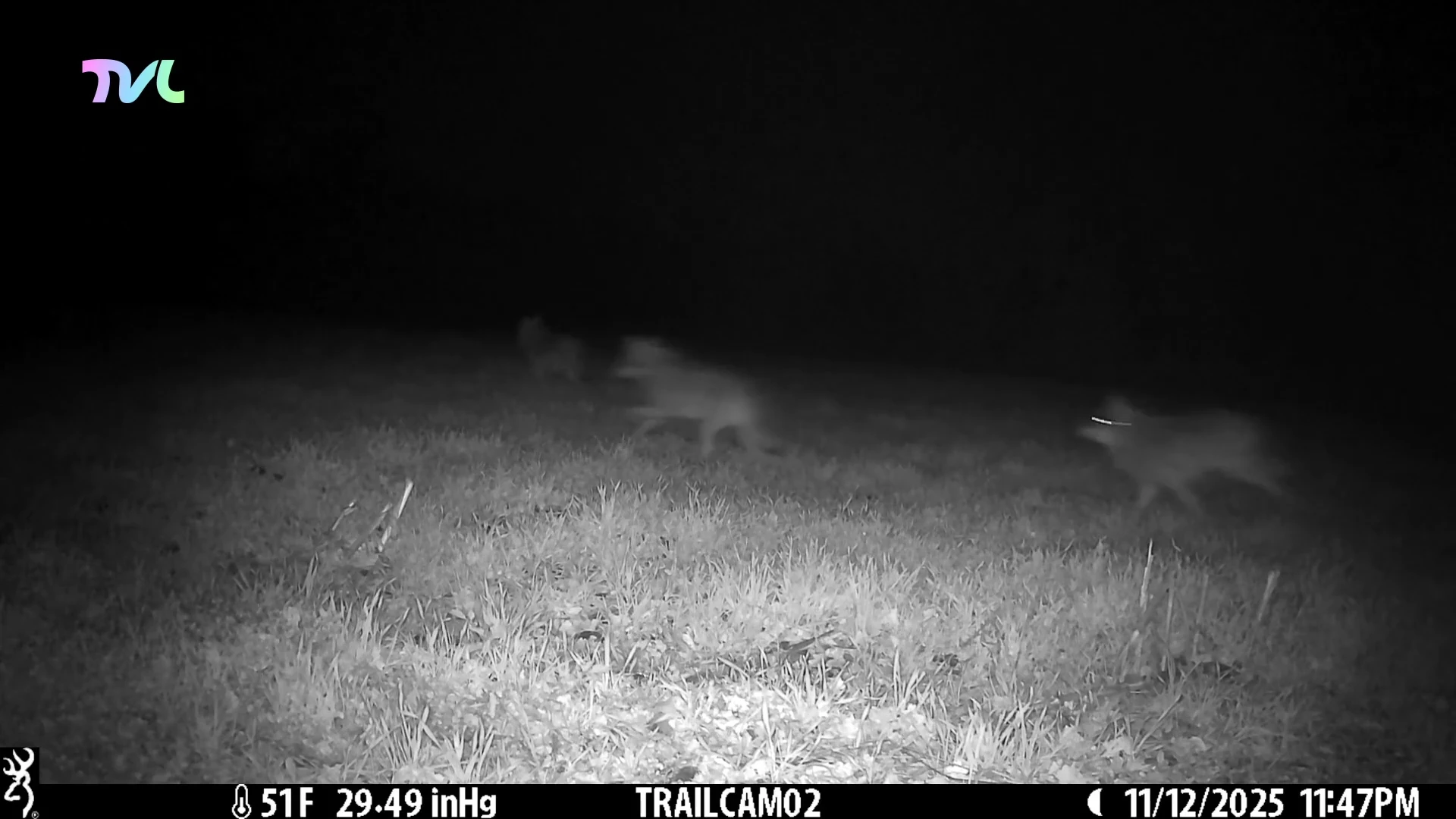 Hoofdafbeelding voor artikel Wolvin No&euml;lla en zes welpen…