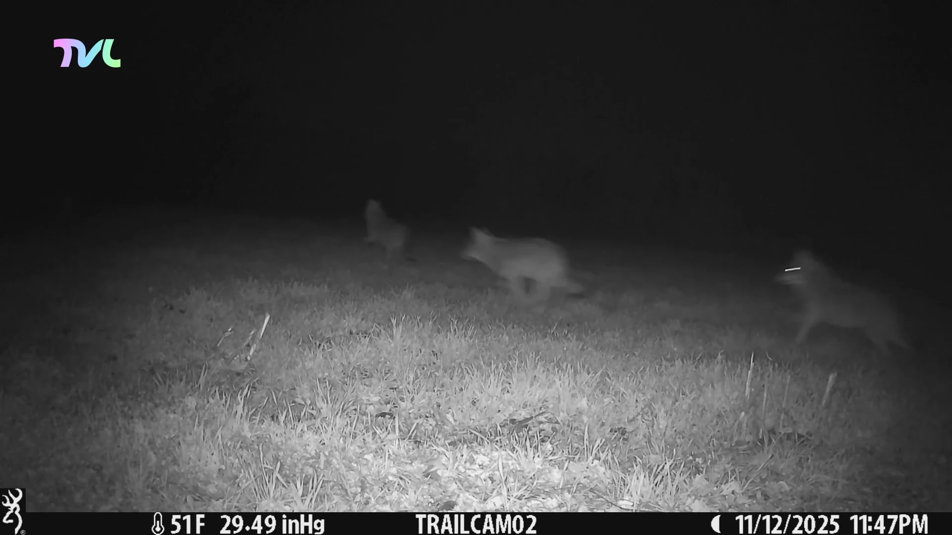 Hoofdafbeelding voor artikel Wolvin Noëlla en zes gezonde…