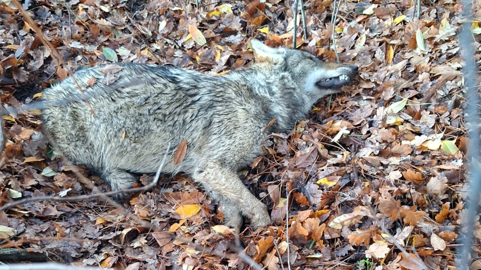 Hoofdafbeelding voor artikel Wolf doodgereden op de N74,…