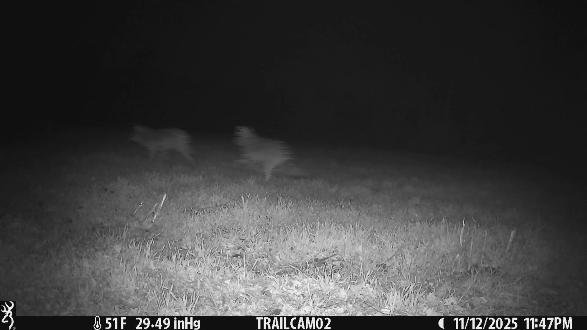 Hoofdafbeelding voor artikel Wolf doodgereden op de N74,…