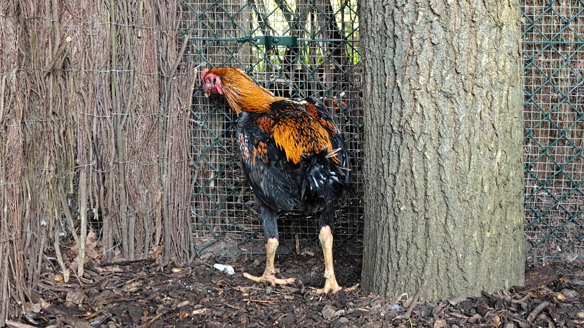 Hoofdafbeelding voor artikel Politie Heusden-Zolder neemt…