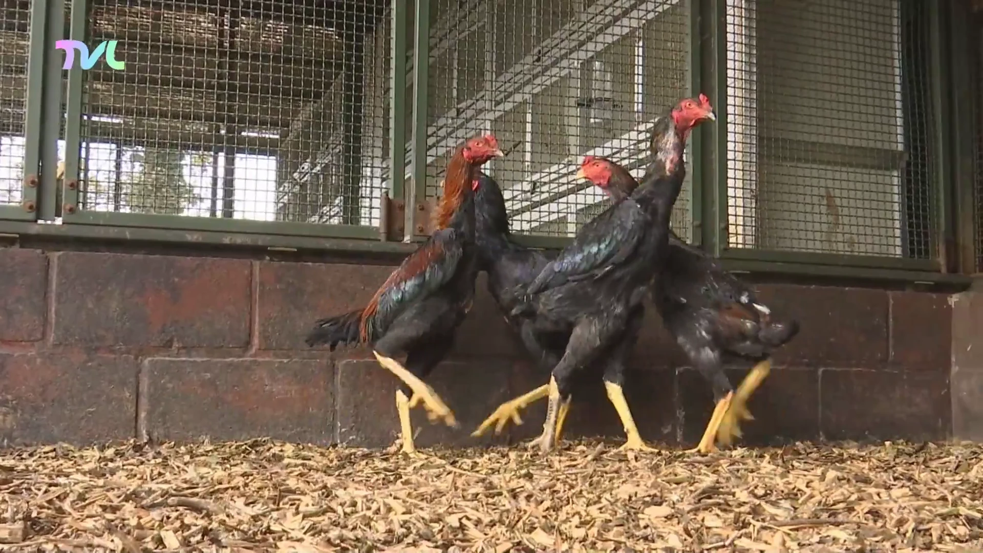 Hoofdafbeelding voor artikel 29 vechthanen in beslag genomen…