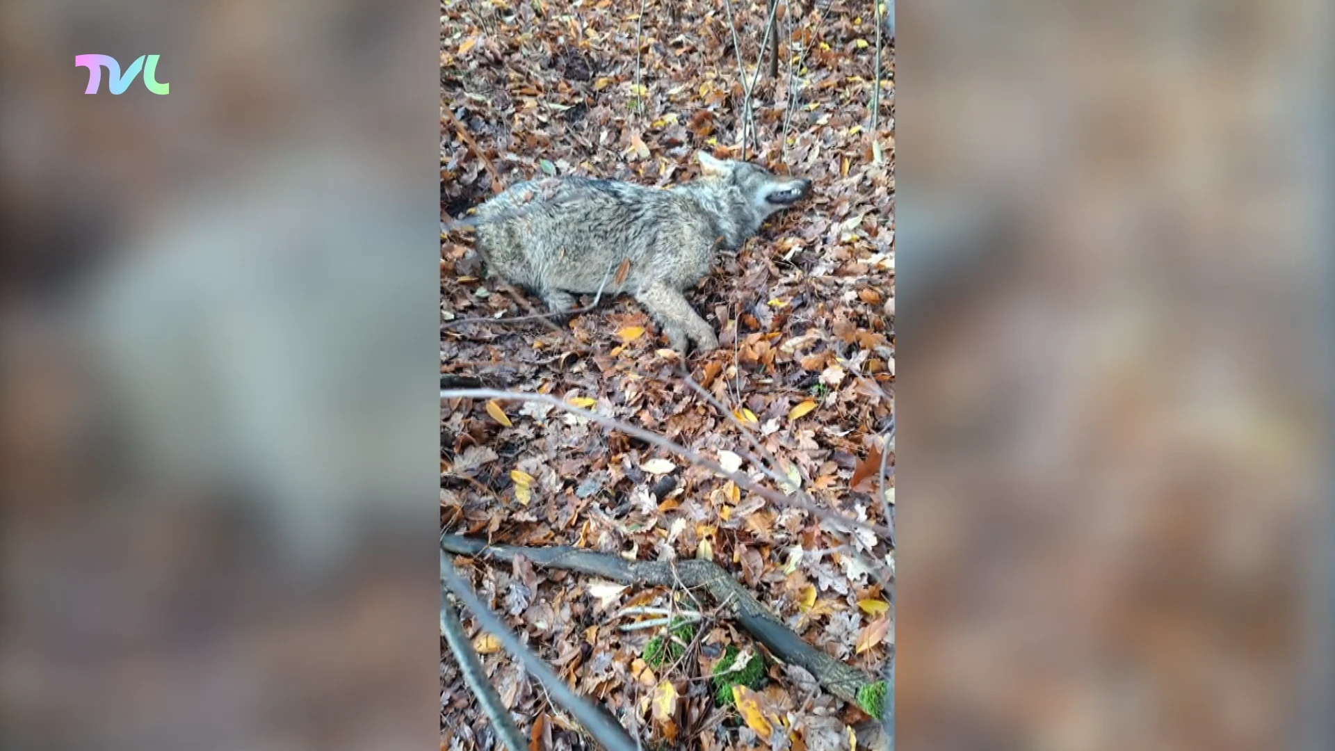 Hoofdafbeelding voor artikel Wolf die in Hechtel werd doodgereden…