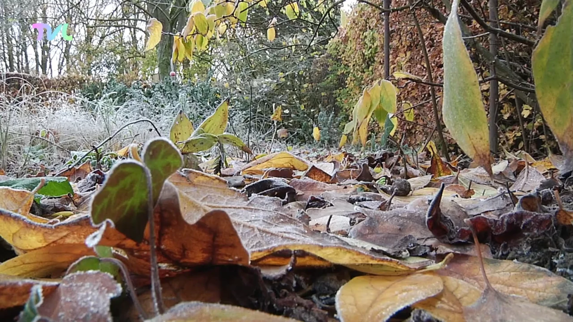 Hoofdafbeelding voor artikel Het vroor vannacht tot min…