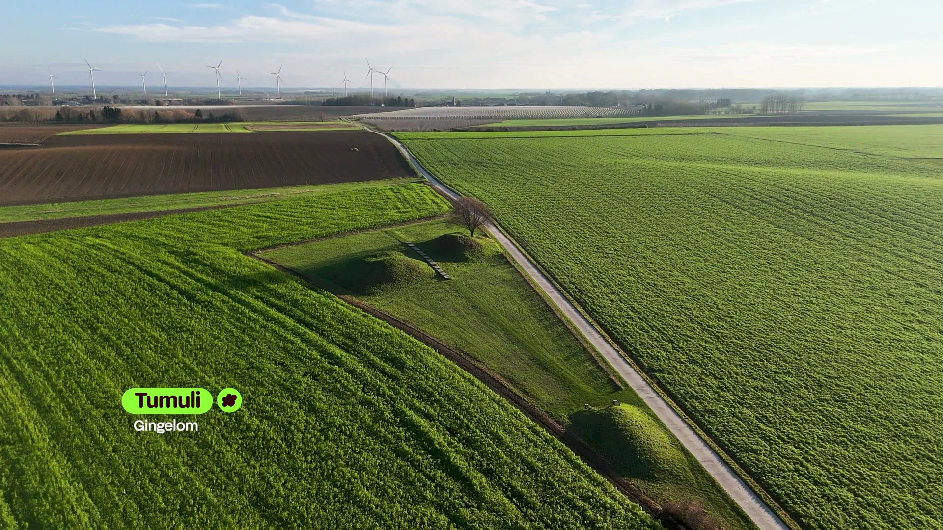 Hoofdafbeelding voor artikel Tumuli Gingelom