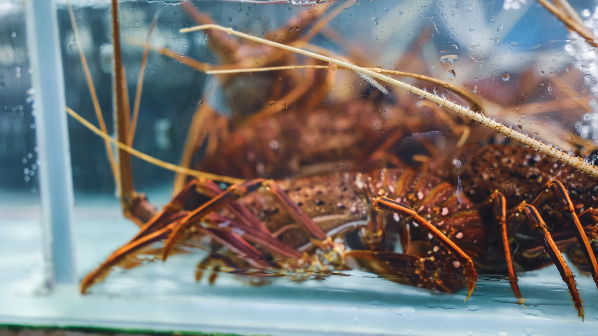 Hoofdafbeelding voor artikel GAIA roept op om geen kreeft…