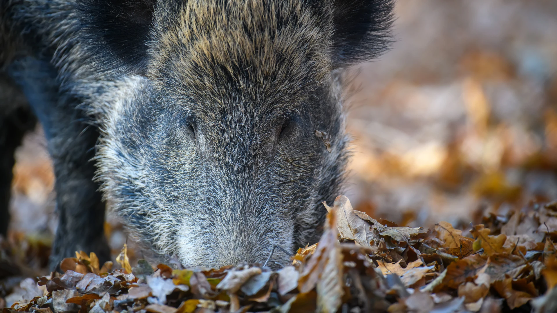 Hoofdafbeelding voor artikel Lummen duidt twee percelen…