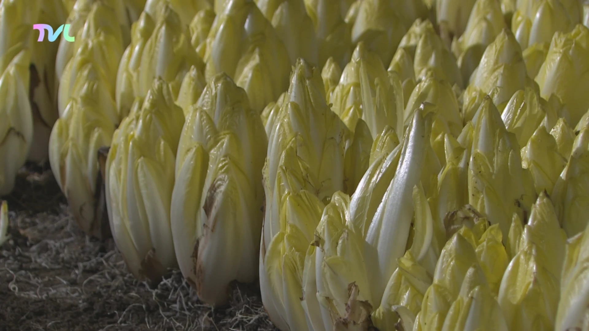 Hoofdafbeelding voor artikel Limburgse grondwitlooftelers…