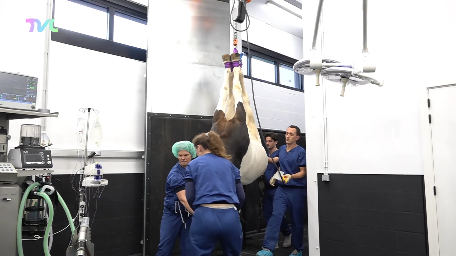 Hoofdafbeelding voor artikel Peerse paardenkliniek opent…