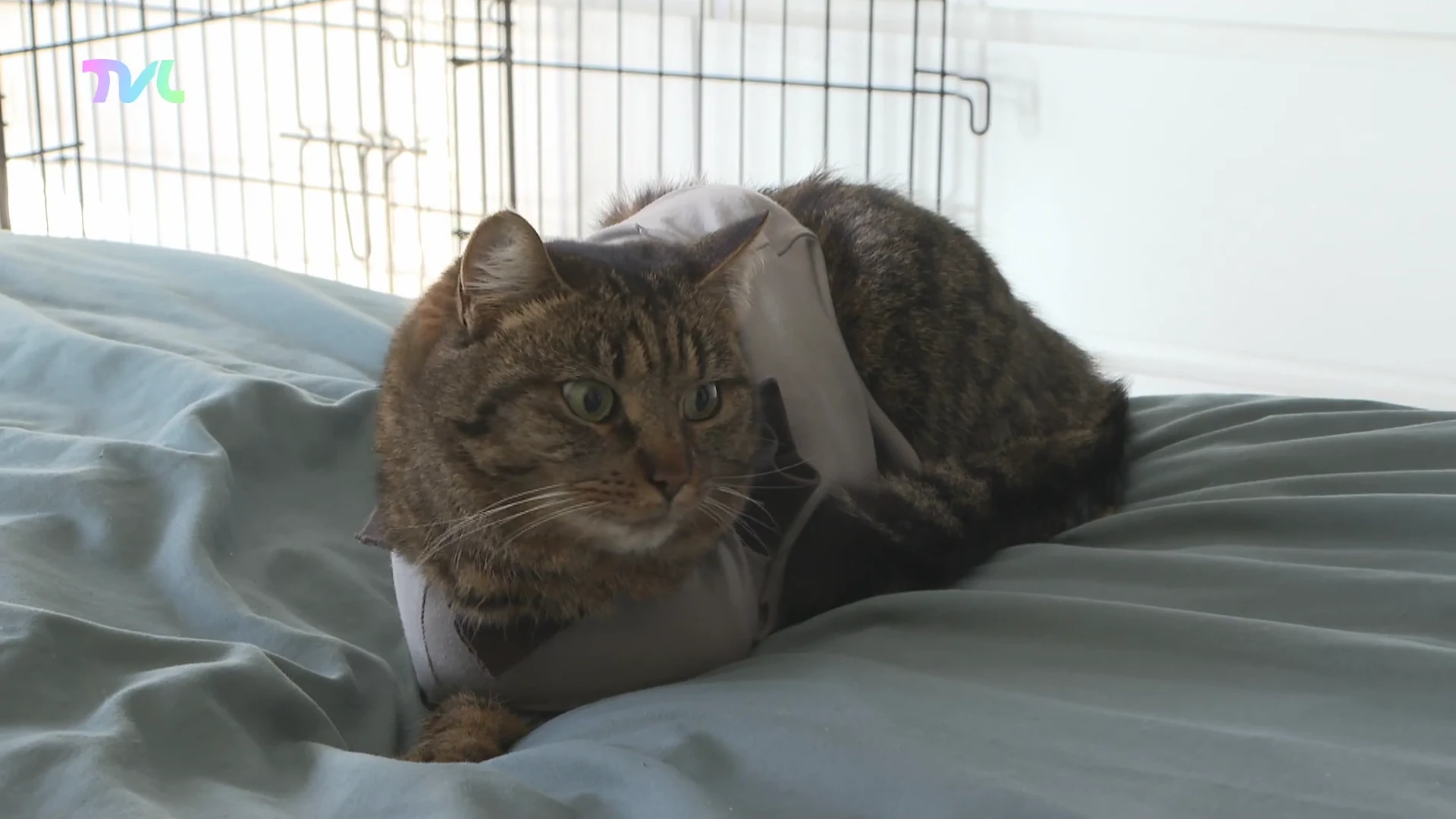 Hoofdafbeelding voor artikel Kat Milou verliest pootje…