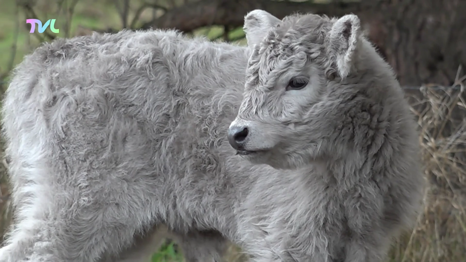 Hoofdafbeelding voor artikel Kerstkalfje geboren bij Galloways…