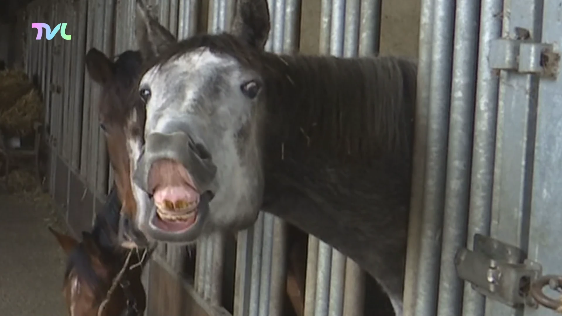 Hoofdafbeelding voor artikel Veehouders huiveren van vuurwerk…