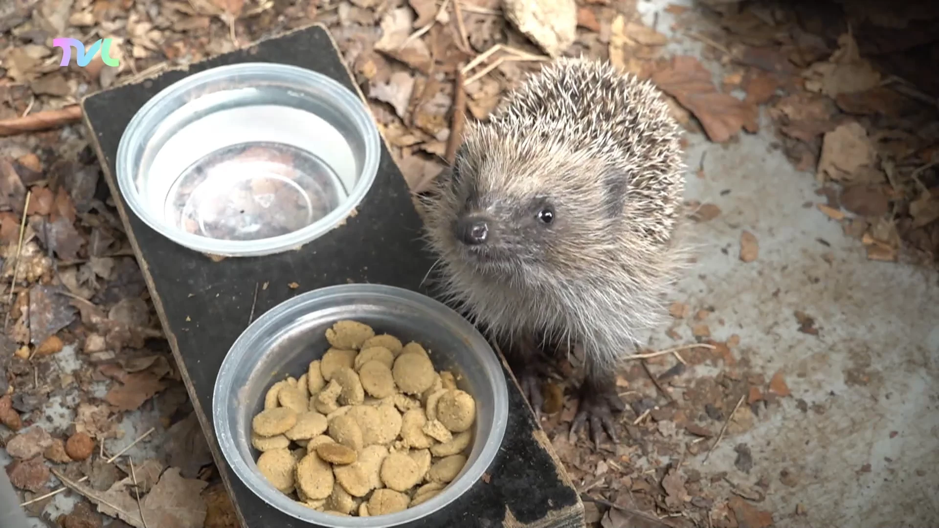 Hoofdafbeelding voor artikel Natuurhulpcentrum in Oudsbergen…