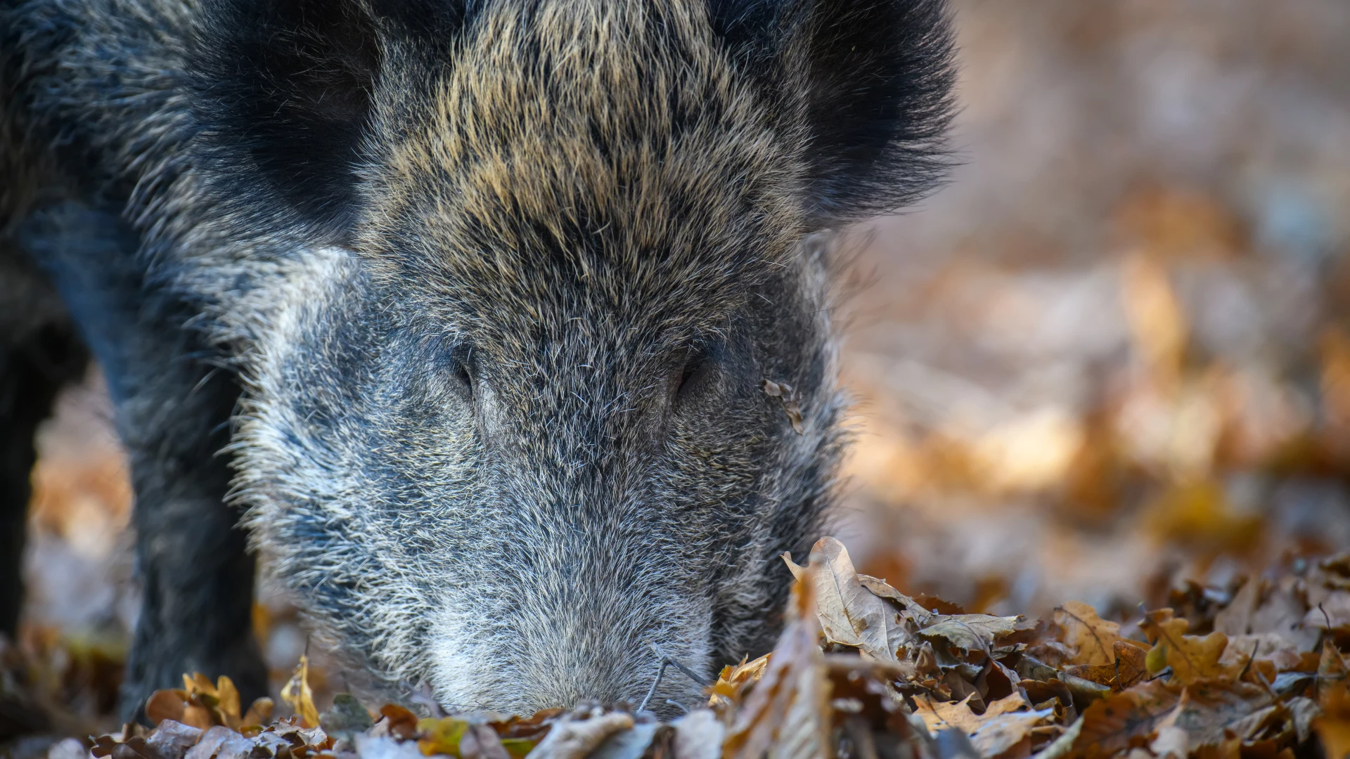 Hoofdafbeelding voor artikel Beelden tonen hoe everzwijnen…