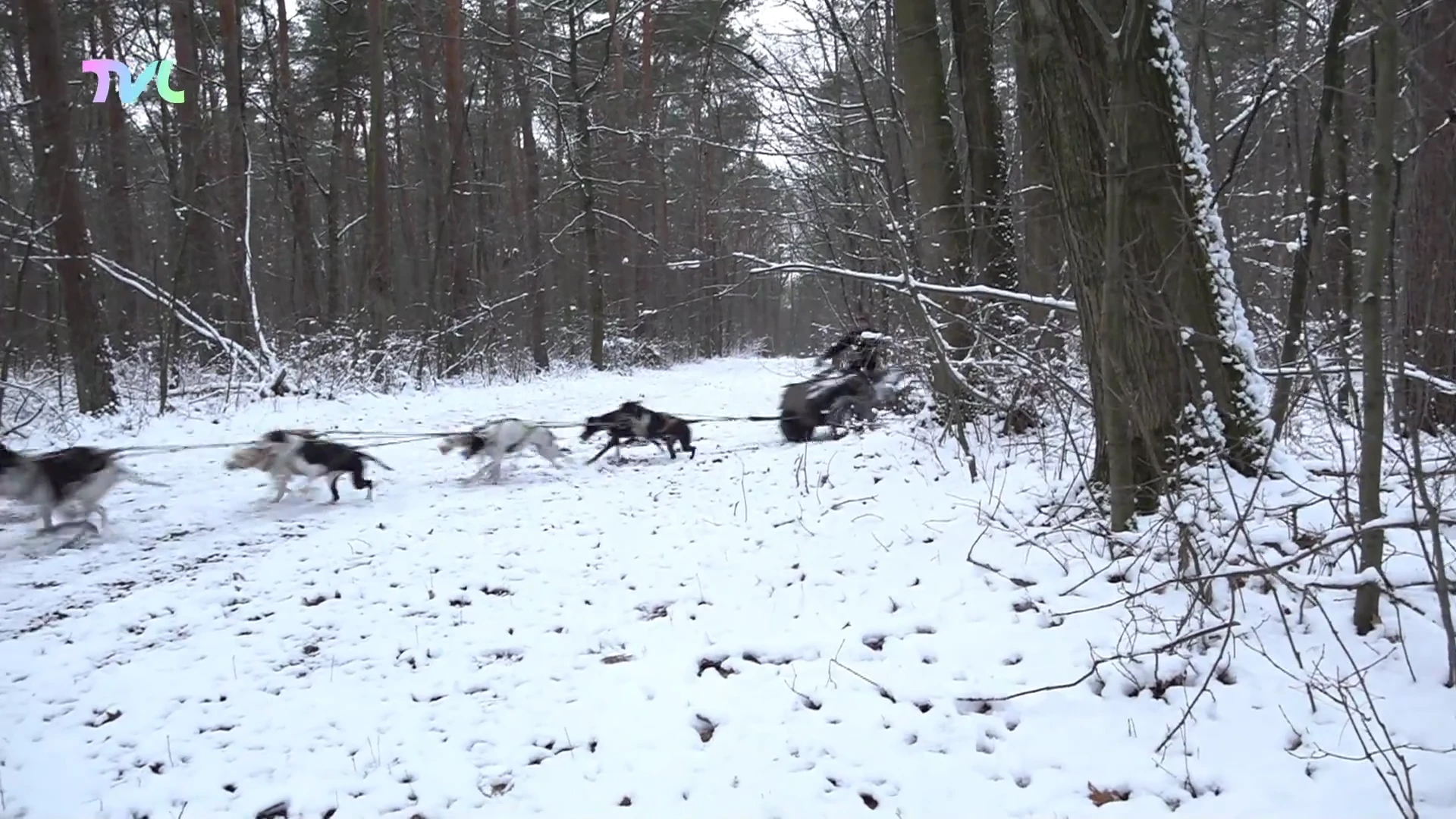 Hoofdafbeelding voor artikel Wereldkampioen sledehondenrennen…