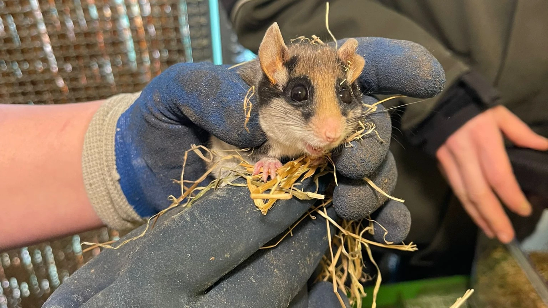 Hoofdafbeelding voor artikel Zeldzame eikelmuis in winterslaap…