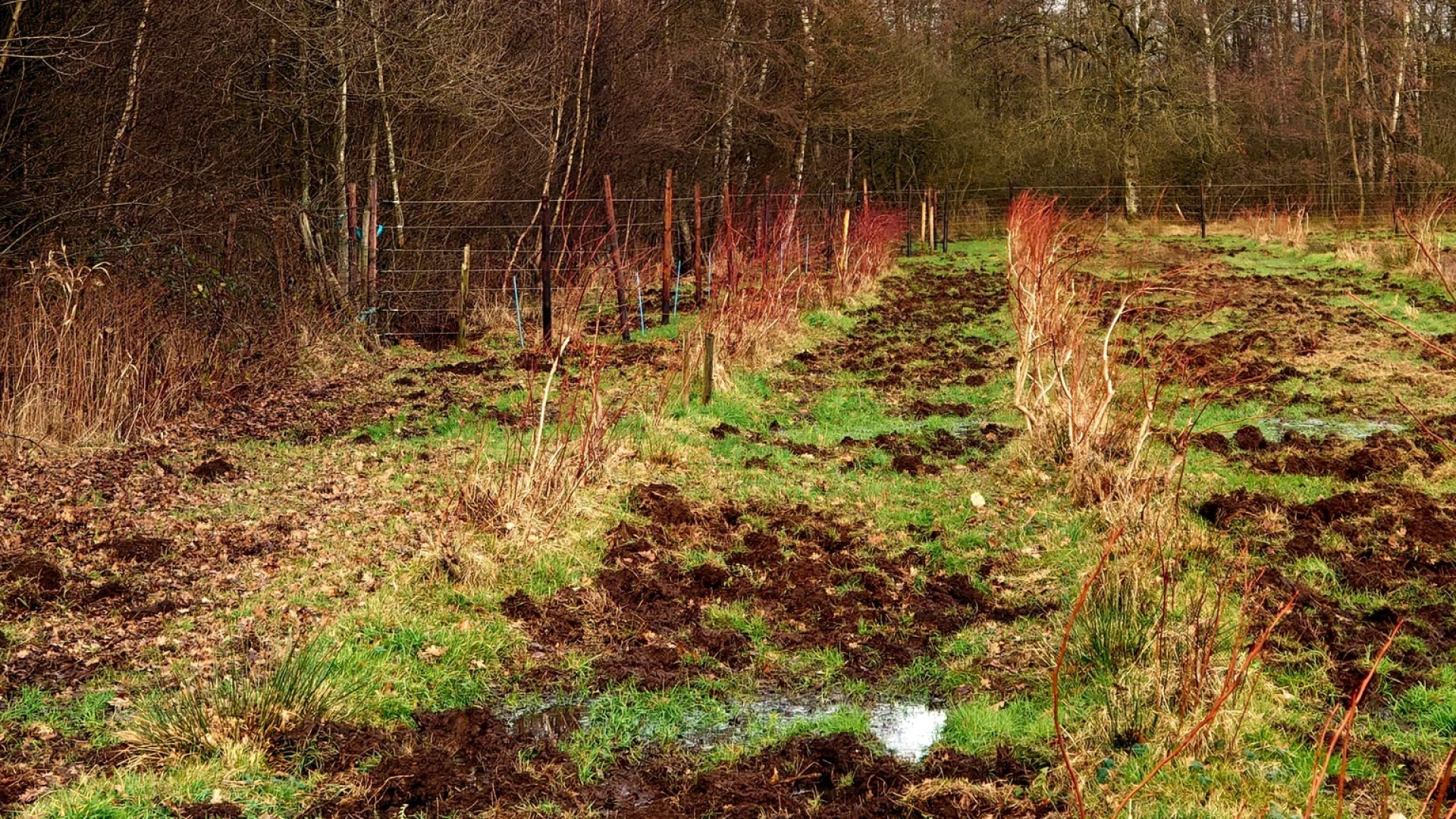 Hoofdafbeelding voor artikel Everzwijnen vernielen velden…