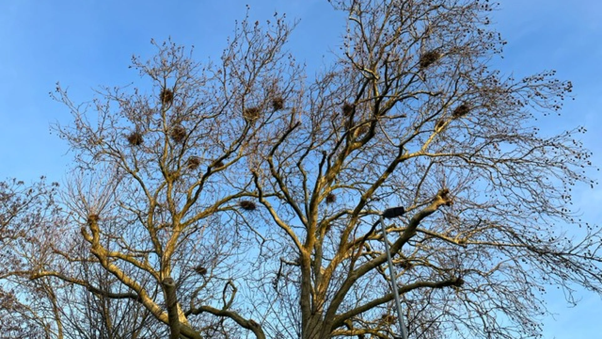 Pelt verwijdert 70 vogelnesten van roekenkolonie in Lindel