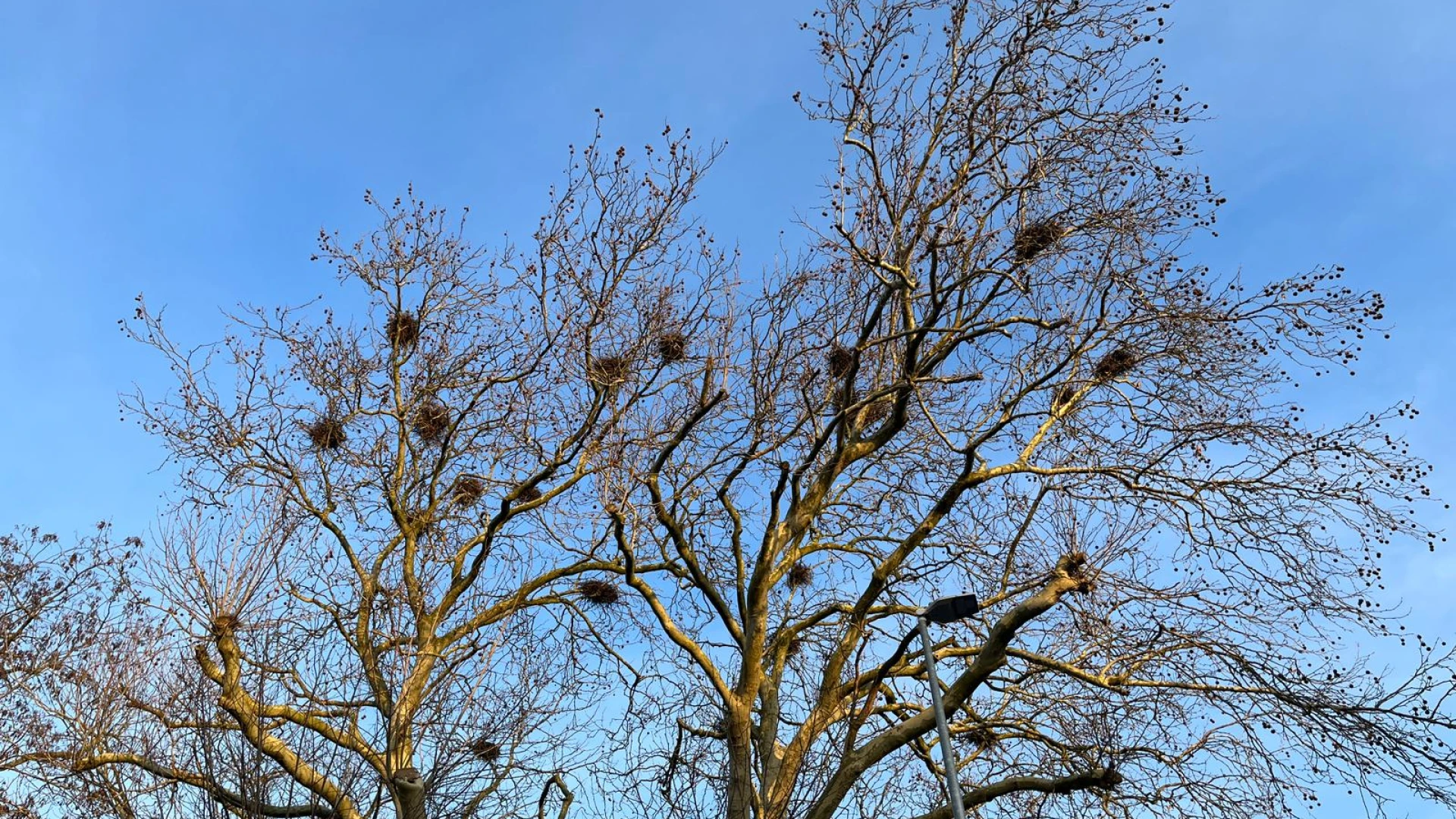 Hoofdafbeelding voor artikel Brandweer verwijdert oude…