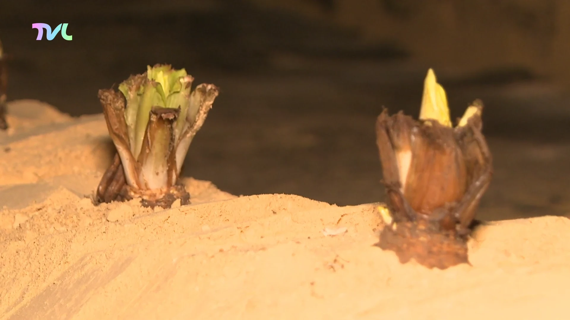 Hoofdafbeelding voor artikel Gids kweekt witloof in de…